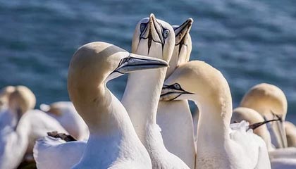 开云大陆-开云体育下载：开启专属体育观赛与互动新纪元