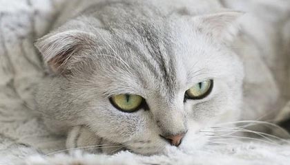 开云大陆-开云体育下载：开启专属体育观赛与互动新纪元