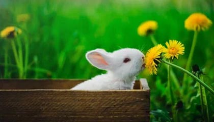 开云大陆-开云体育下载：开启专属体育观赛与互动新纪元